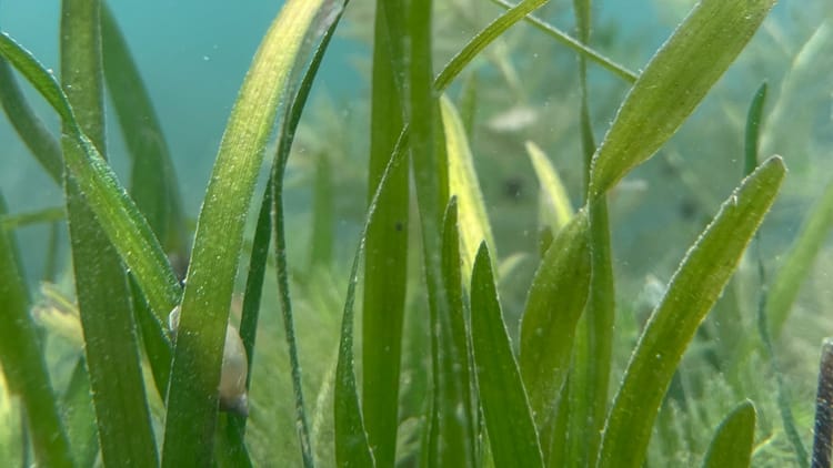 Moving Like Seaweed