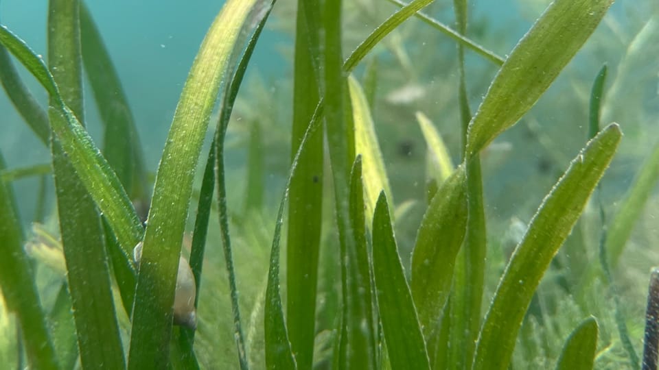Moving Like Seaweed